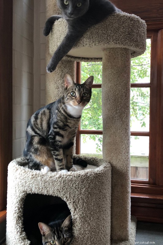 Quelle est la durée de la mémoire d’un chat ? Tout ce que vous devez savoir 