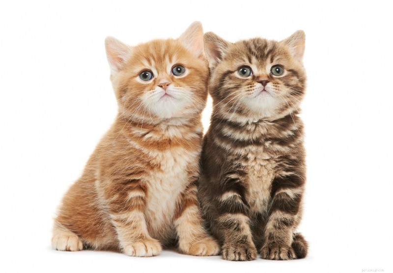 Quelle est la durée de la mémoire d’un chat ? Tout ce que vous devez savoir 