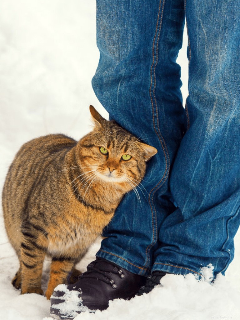 Quelle est la durée de la mémoire d’un chat ? Tout ce que vous devez savoir 