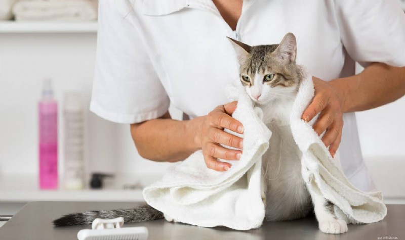 Quelle est la durée de la mémoire d’un chat ? Tout ce que vous devez savoir 