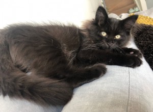 15 Intriguing Spots Where Your Cat Vanishes—The Mystery Explained