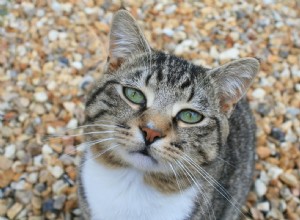 What Your Cat Is Trying to Warn You About: 10 Strange Hints They’re Sending