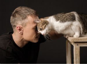 Your Cat Sees You as a Partner, Not an Owner