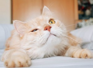 10 Unexpected Ways Your Cat Shows It Loves You