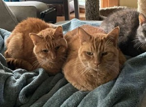 Saying Goodbye to Elwood: A Heartfelt Tribute to My Beloved Cat Who Passed from Kidney Disease