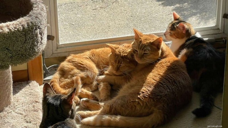 Afscheid nemen van Elwood:een oprecht eerbetoon aan mijn geliefde kat die overleed aan een nierziekte 