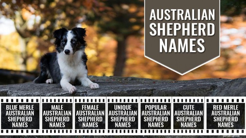 Nomi di pastori australiani:150 scelte uniche e memorabili 