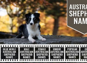 Australian Shepherd Names: 150 Unique & Memorable Picks