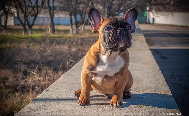 125+ eleganta franska hundnamn och deras betydelser 