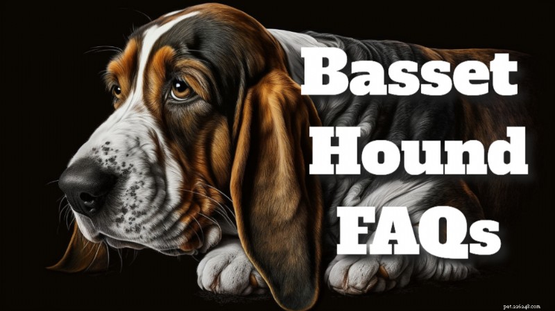 Vanliga frågor om Basset Hound:Vanliga frågor och expertsvar 