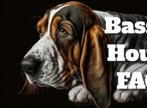 Basset Hound FAQs: Common Questions & Expert Answers