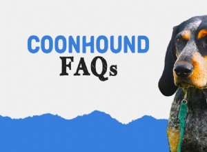 Your Complete Guide to Coonhounds: FAQs & Expert Answers