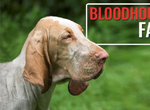 Bloodhound FAQs: Expert Answers on the Loyal Tracking Hound
