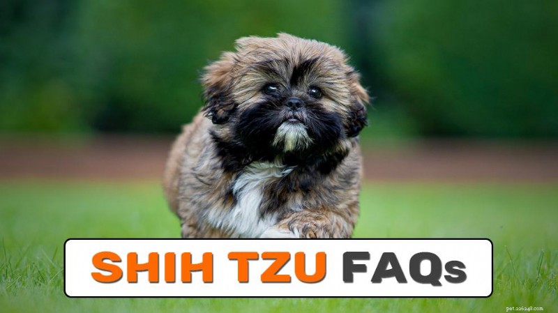 Shih Tzu Ägarguide:Vanliga frågor 