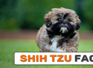 Shih Tzu Owner s Guide: Frequently Asked Questions