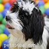 Shih Tzu Ägarguide:Vanliga frågor 