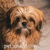 Shih Tzu Ägarguide:Vanliga frågor 