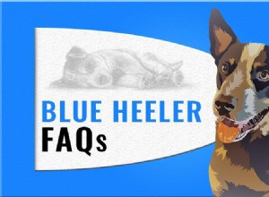 Essential Blue Heeler FAQ: Everything You Need to Know About Australian Cattle Dogs