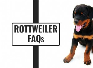Rottweiler FAQs: All Your Questions Answered – Expert Guide