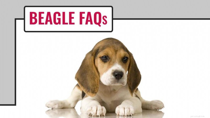 Beagle FAQ Guide:Expertsvar på alla dina frågor 