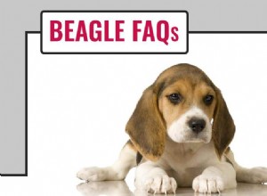 Beagle FAQ Guide: Expert Answers to All Your Questions