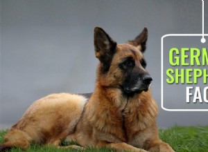 German Shepherd FAQs: Trusted Answers for Prospective Owners