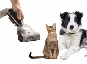 Top 10 Pet Hair Vacuums: The Best Cleaners According to Customers