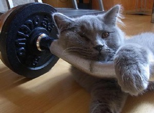 Keep Your Cat Fit & Happy: Proven Training & Exercise Tips