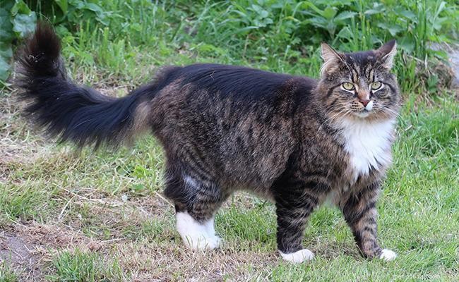 Gatto delle foreste norvegesi:profilo della razza, consigli per la cura e fatti affascinanti 