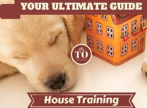 Comprehensive Guide to Dog House Training: Success Tips & Techniques