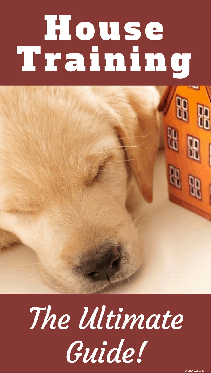Guida completa all addestramento del cane:consigli e tecniche per il successo 