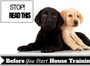 House Training Essentials: Key Facts Before You Begin