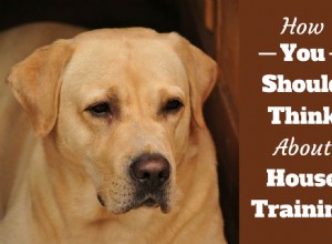 House Training Mastery: The Mindset & Strategy Every Owner Needs