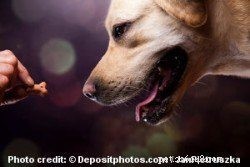 ハウストレーニングマスター：すべてのオーナーが必要とする考え方と戦略 