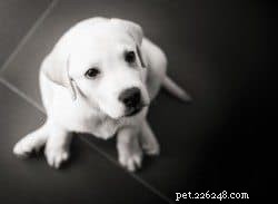 ハウストレーニングマスター：すべてのオーナーが必要とする考え方と戦略 