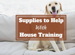 Essential House Training Supplies: A Comprehensive Buying Guide