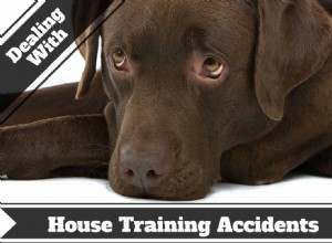 Quick & Effective Pet Stain & Odor Removal: Tips When Accidents Happen