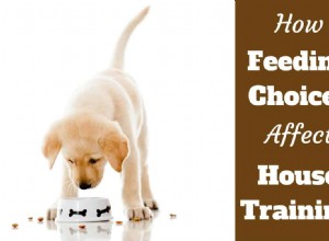 House Training Success Starts with the Right Food Choices
