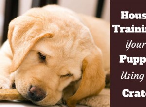 Crate Training for Puppies: A Step‑by‑Step Guide to Quick and Clean House‑Training
