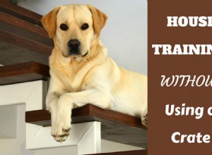 House Training Without a Crate: Expert Tips for Constant Supervision