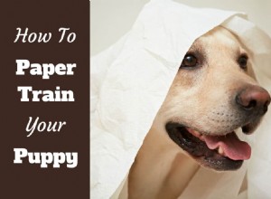 Effortless Paper Training for Puppies & Dogs: A Step-by-Step Guide
