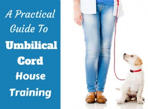 House Training Demystified: What It Is & How It Works