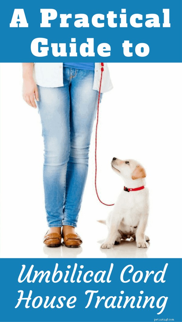 Zindelijkheidstraining gedemystificeerd:wat het is en hoe het werkt 