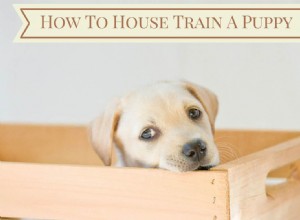 Expert Guide: Fast & Effective Puppy House Training Steps