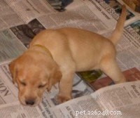 Gids van experts:snelle en effectieve stappen voor zindelijkheidstraining voor puppy s 
