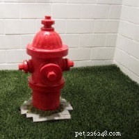 Gids van experts:snelle en effectieve stappen voor zindelijkheidstraining voor puppy s 