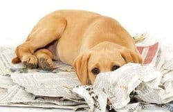 Gids van experts:snelle en effectieve stappen voor zindelijkheidstraining voor puppy s 