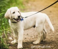 Gids van experts:snelle en effectieve stappen voor zindelijkheidstraining voor puppy s 