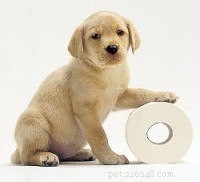Gids van experts:snelle en effectieve stappen voor zindelijkheidstraining voor puppy s 