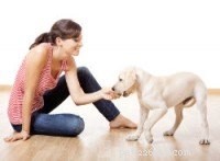 Gids van experts:snelle en effectieve stappen voor zindelijkheidstraining voor puppy s 